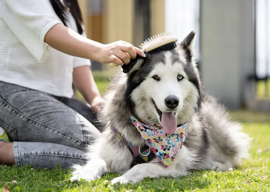Cepillos para Mascotas Laika 11