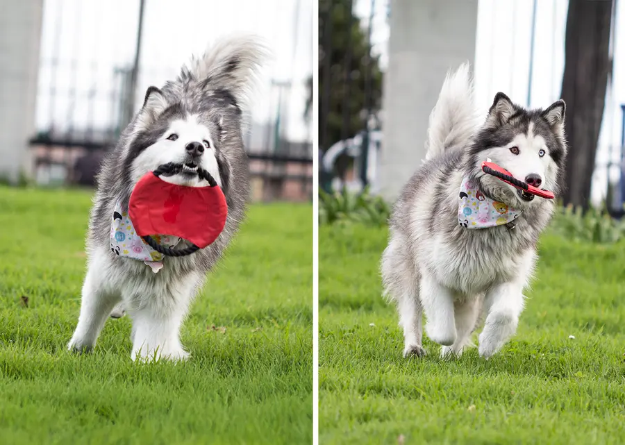 Frisby para Mascotas Hachiko 3