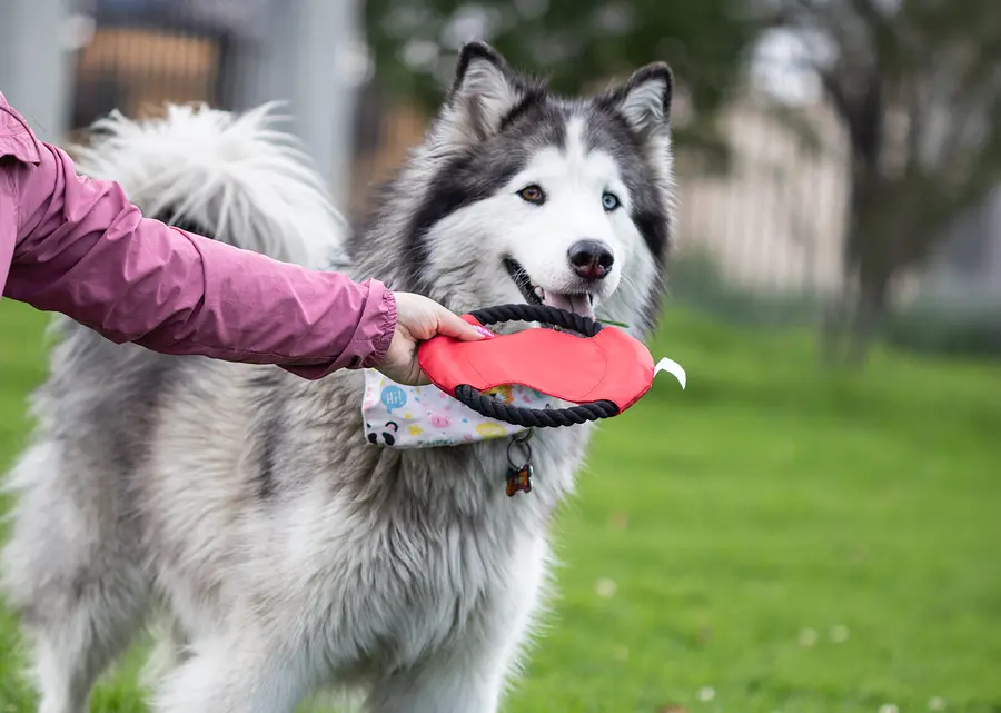 Frisby para Mascotas Hachiko 6