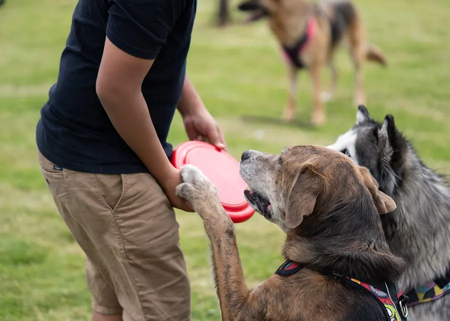 Frisby para mascotas Scrappy 12