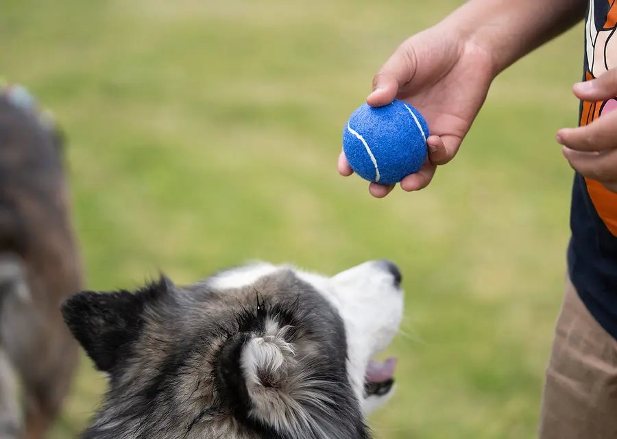 Pelota para mascotas Marley 6